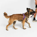 Zmiley Softer Walk Harness