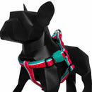 Lola H-Harness