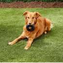 Extreme Tires Dog Toy