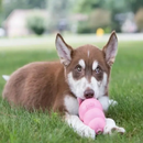 Puppy Dog Toy