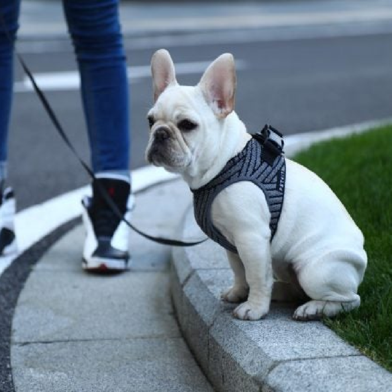 Air Fly Dog Harness