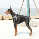 Air Fly Dog Harness