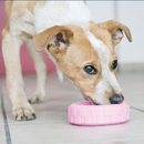 Puppy Tires Dog Toy