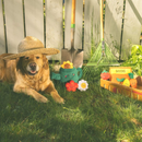 Zippy Burrow - Watering Can Dog Toys