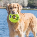 AirDog Squeaker Donut Dog Toy