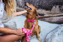 Pink Skull Leash