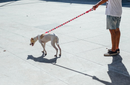 Maui Leash