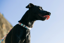 Memphis Collar
