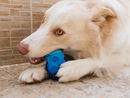 Brainies Brain Freeze Mint Flavor Dog Toy