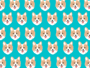 Corgy Pet Blanket