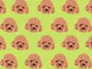 Red Toy Poodle Pet Blanket
