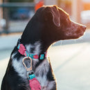 Lazy Collar