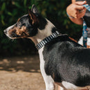 Mango Collar