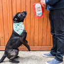 Raw Coated Biscuits Grass-Fed Lamb Recipe Dog Treats