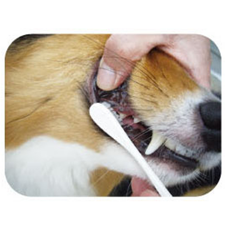Care Large Head Toothbrush for Dogs