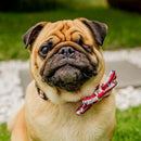 Bow Tie Collar - Peek A Crew Dog Collar