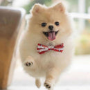 Bow Tie Collar - Peek A Crew Dog Collar