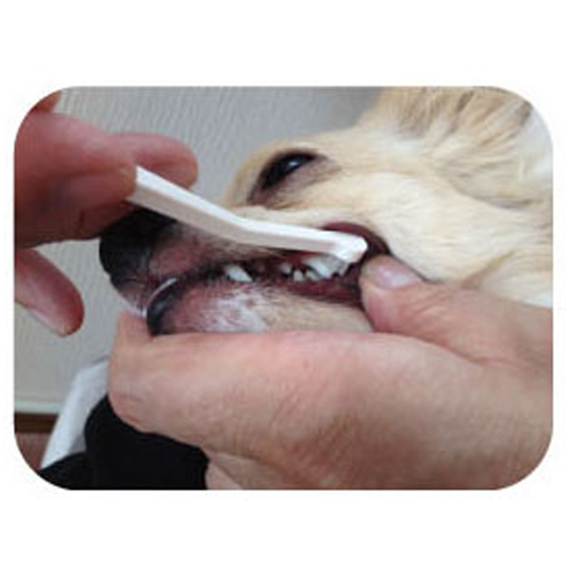 Care Micro Head Toothbrush for Dogs