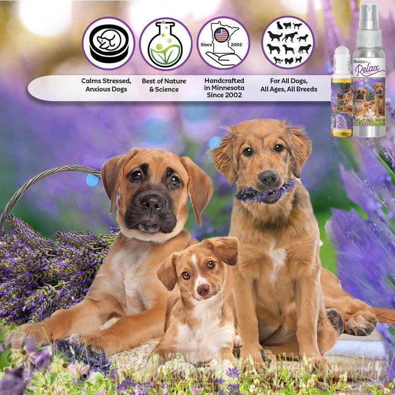 Relax Dog Aromatherapy