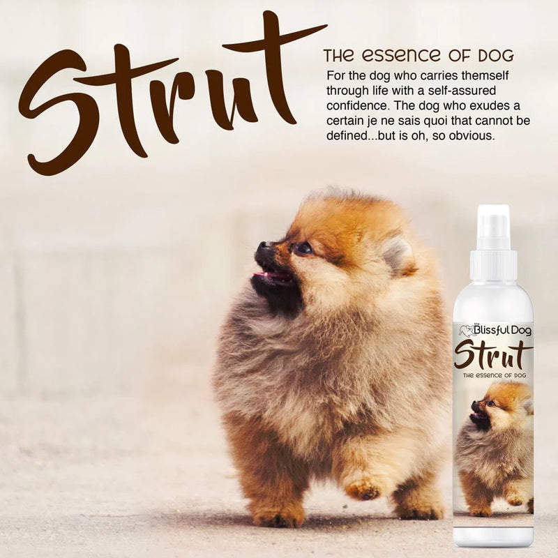 Strut Dog Cologne