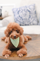 Poochi Bandana for Pets