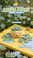 Fleur Croguante Milky Daisy Dog Treats