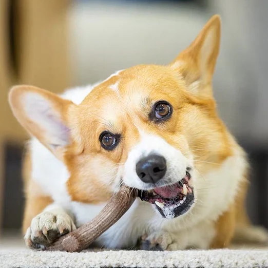 Wooden Antler With Natural Wood And Sinthetic Material Dog Chew