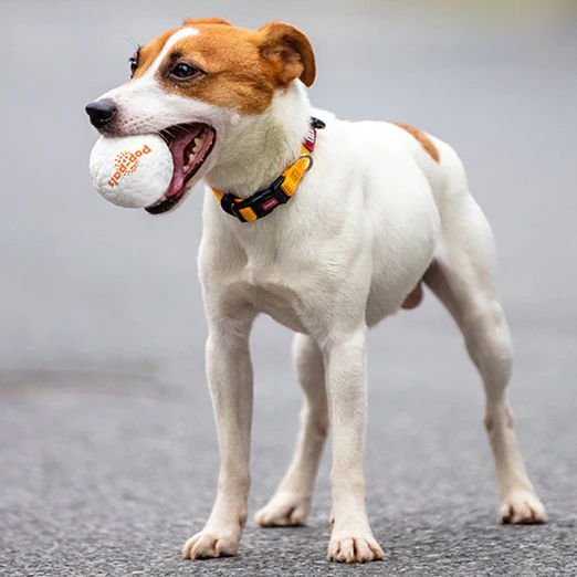 Pop-Pals High Bounce Ball Dog Toy