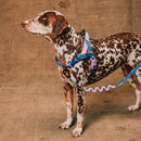 Reebok Trekk Softerwalk Harness