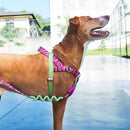 Jelly Softerwalk Harness