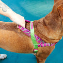 Jelly Softerwalk Harness