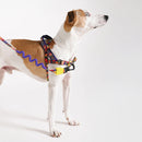 Samba Softerwalk Harness
