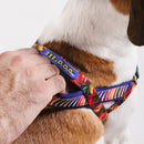 Samba Softerwalk Harness