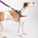Samba Softerwalk Harness