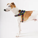 Samba Fly Harness