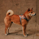 Reebook Suede FlyHarness