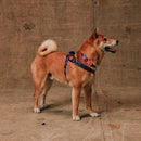 Reebook Court FlyHarness