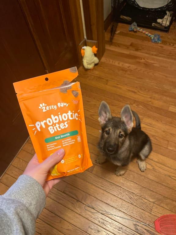 Gut Health Probiotic Bites Pumpkin Flavor Soft Chews For Dogs - Pouch