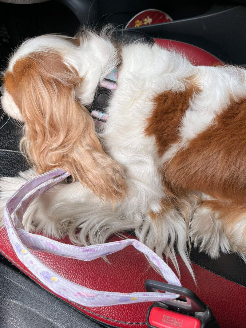 Seatbelt Dog Leash