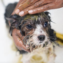 Dog Spa Doctor's Health Herb Organic 100%