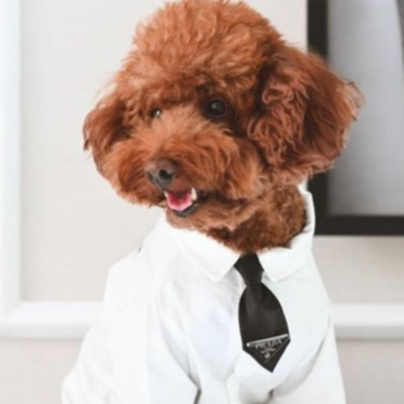 Pawda White Dog Shirt + Tie