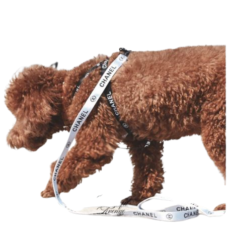Chewnel Dog Leash + Harness Set