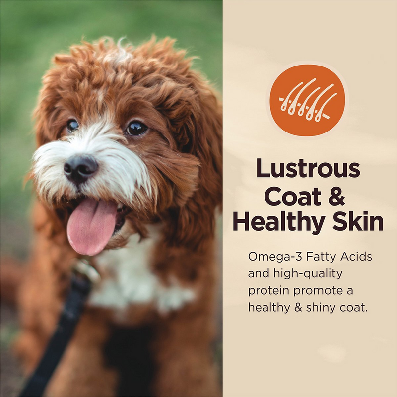 Core Digestive Health Wholesome Grains Chicken & Brown Rice Recipe Dry Dog Food