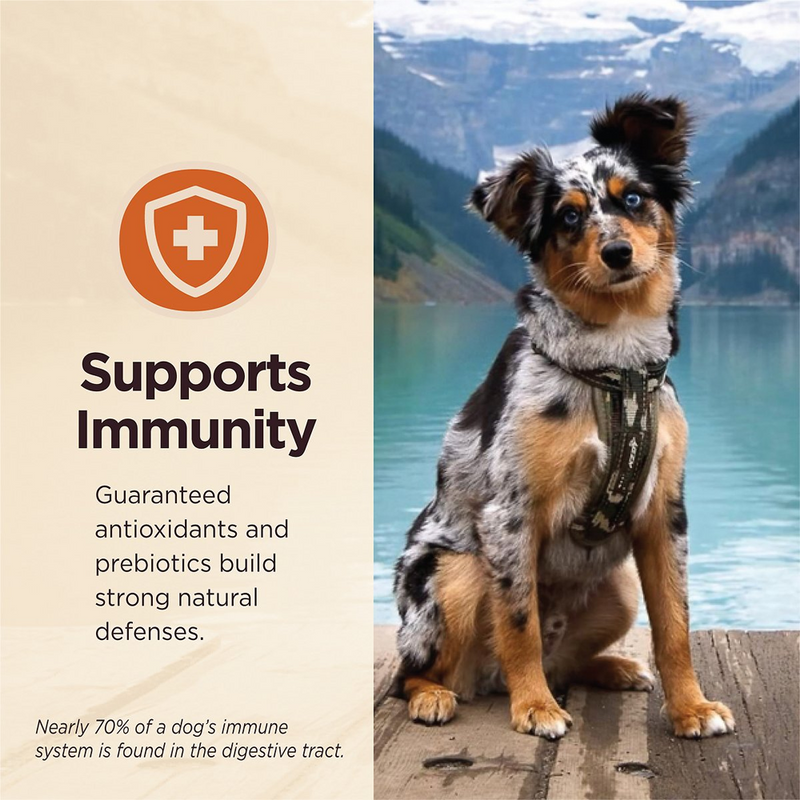 Core Digestive Health Wholesome Grains Chicken & Brown Rice Recipe Dry Dog Food