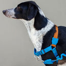Delta Soft-Walk Harness