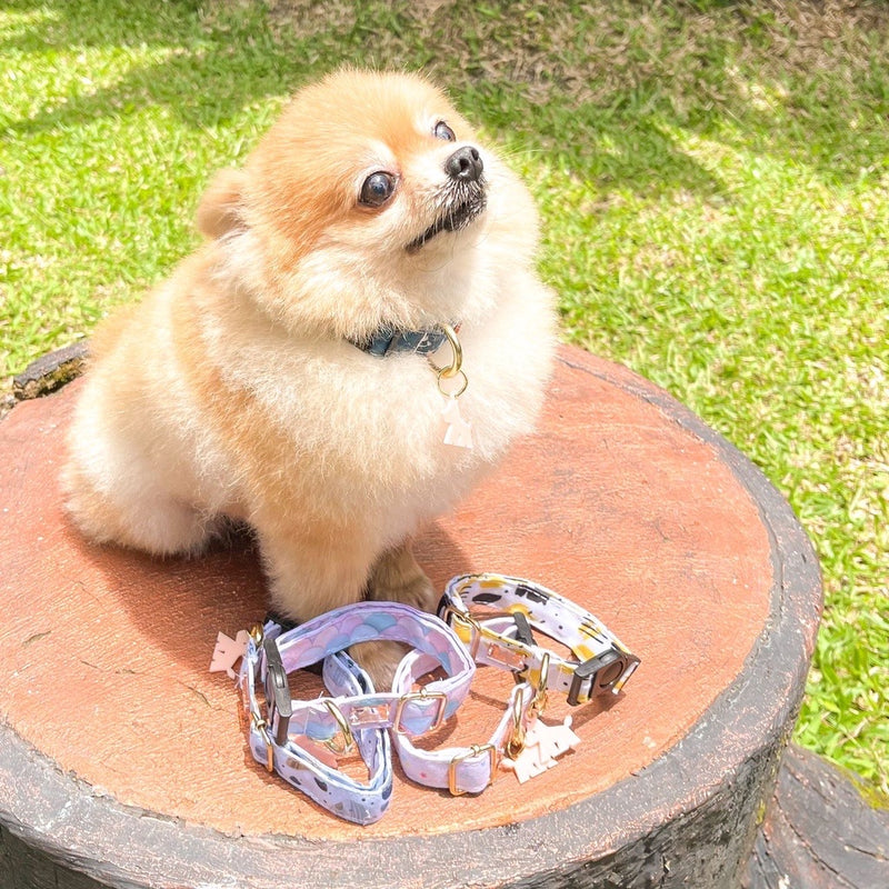 Mickey Grey Dog and Cat Collar