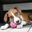 Puppy Activity Ball Dog Toy