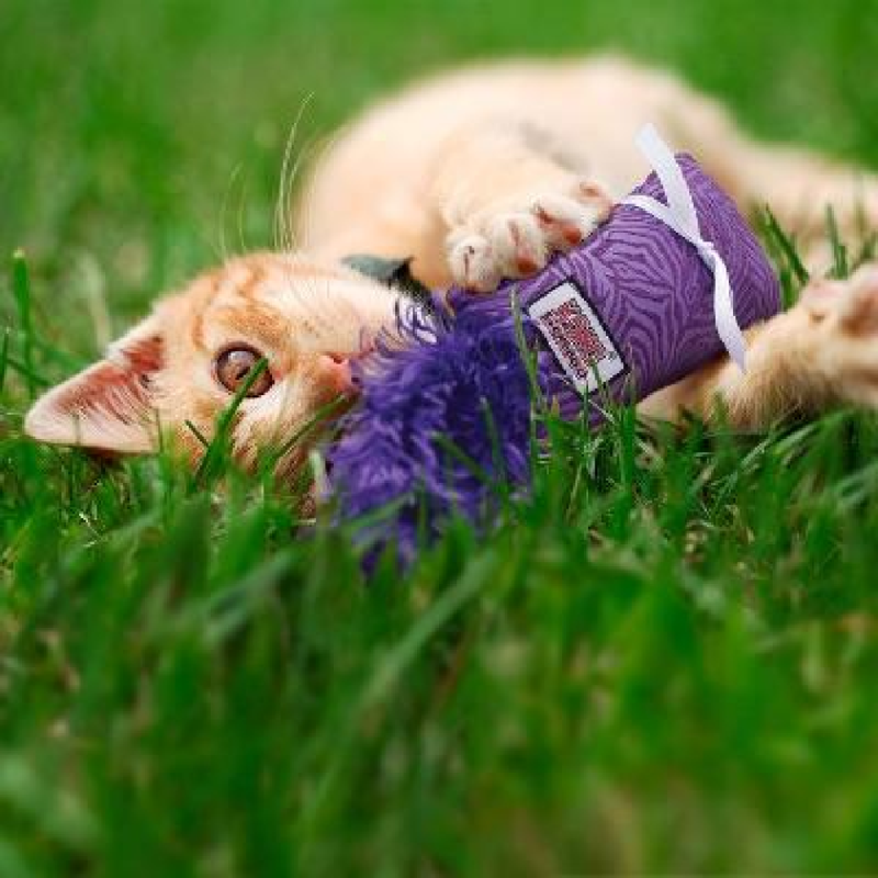 Kitten Kickeroo Cat Toy