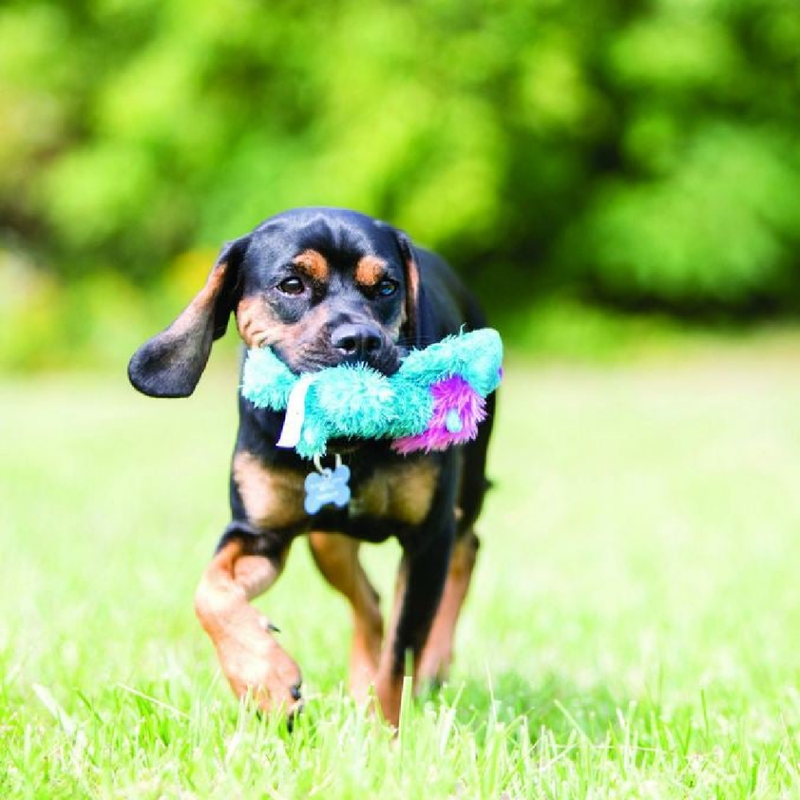 Cozie King Lion Dog Toy