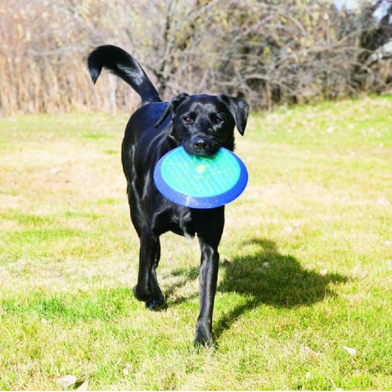 Cruncheez Flyer Dog Toy